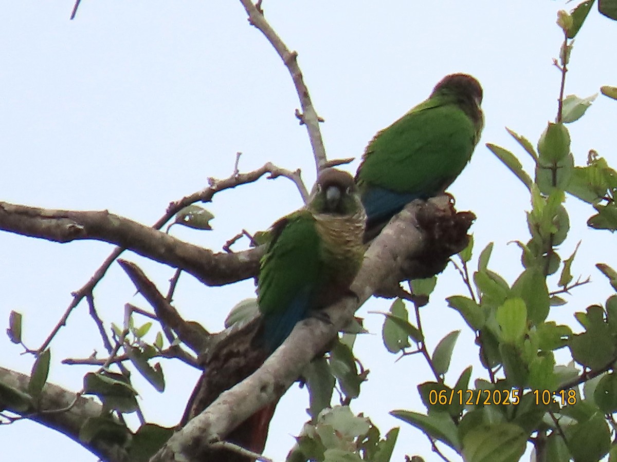 Green-cheeked Parakeet - ML637988140