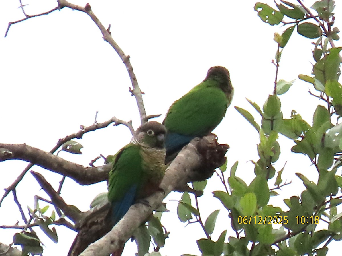 Green-cheeked Parakeet - ML637988154