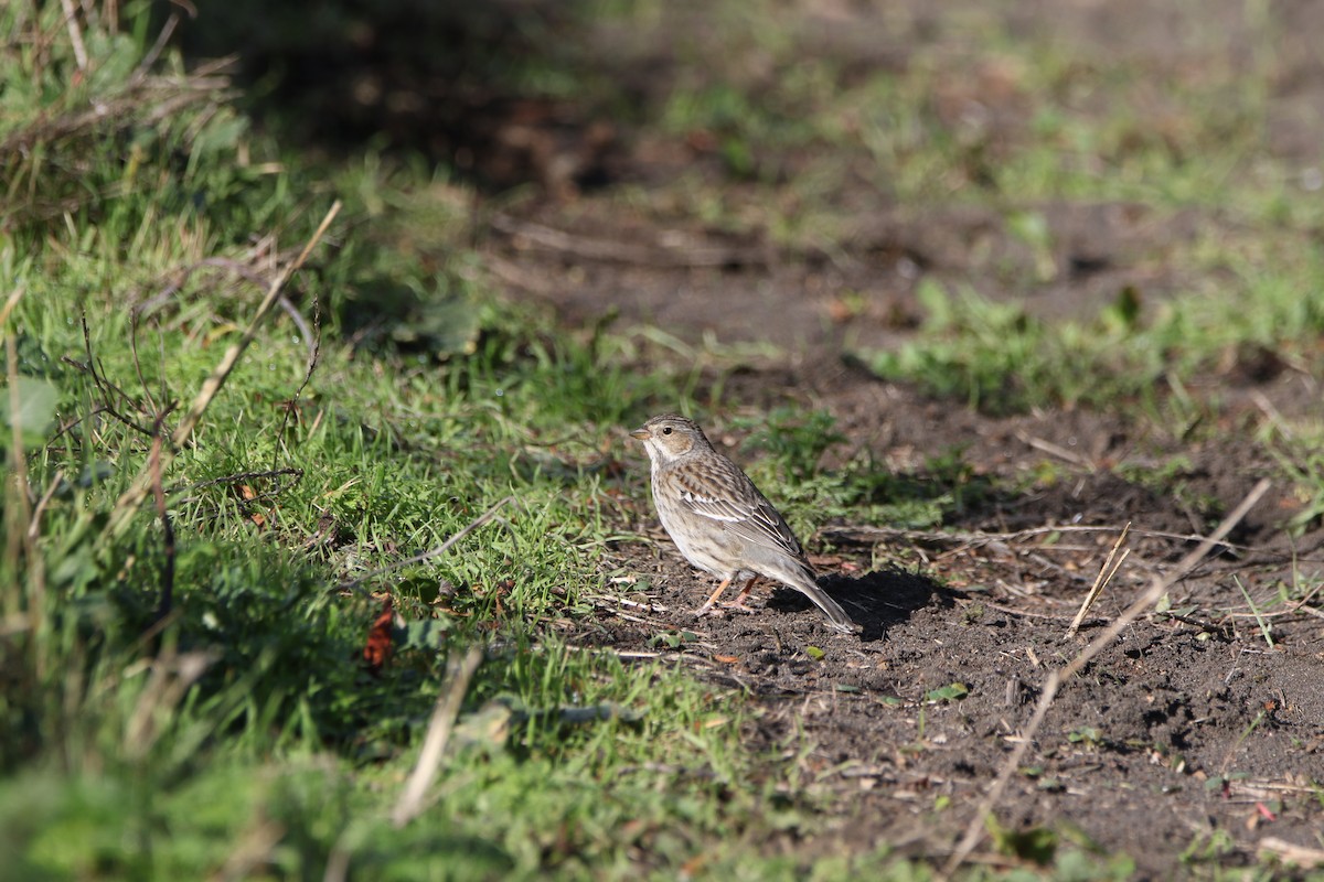 Mourning Sierra Finch - ML637988155