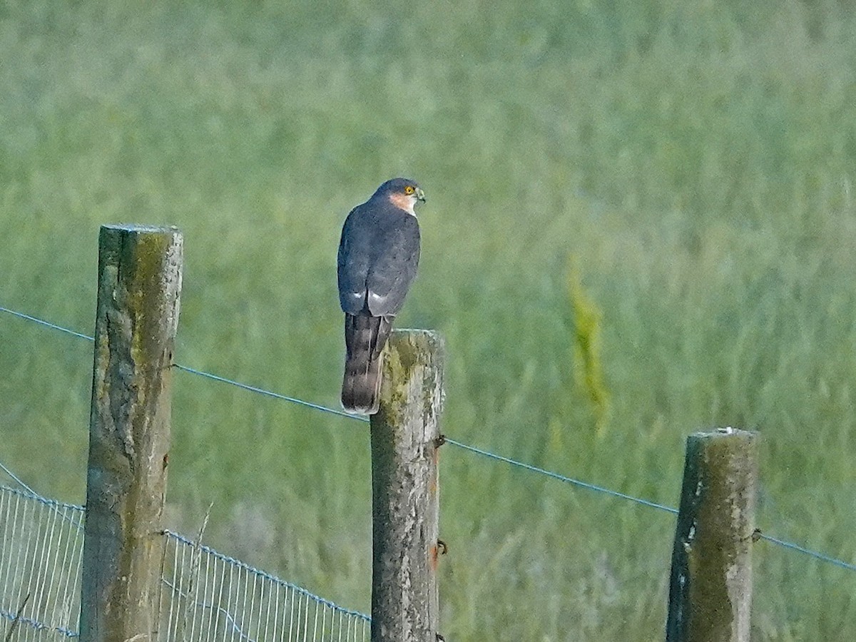 Eurasian Sparrowhawk - ML637988162