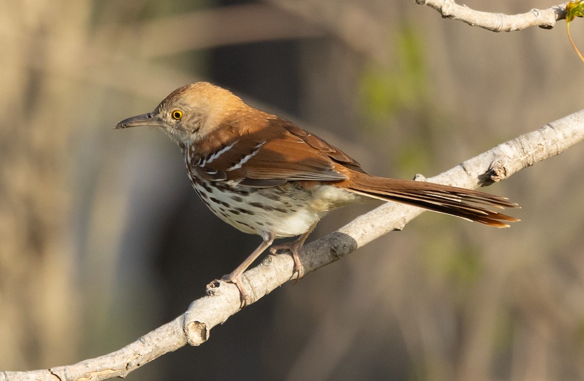 Brown Thrasher - ML637988198