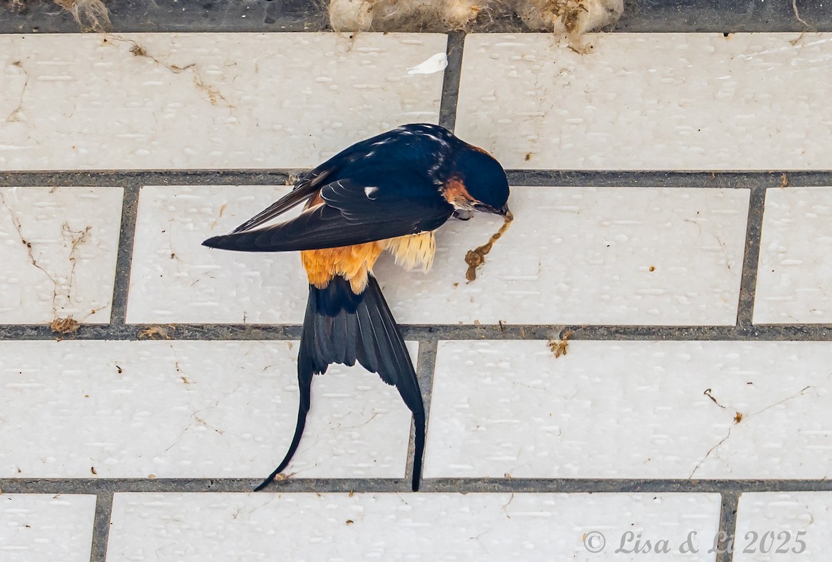 Eastern Red-rumped Swallow (Daurian) - ML637988232
