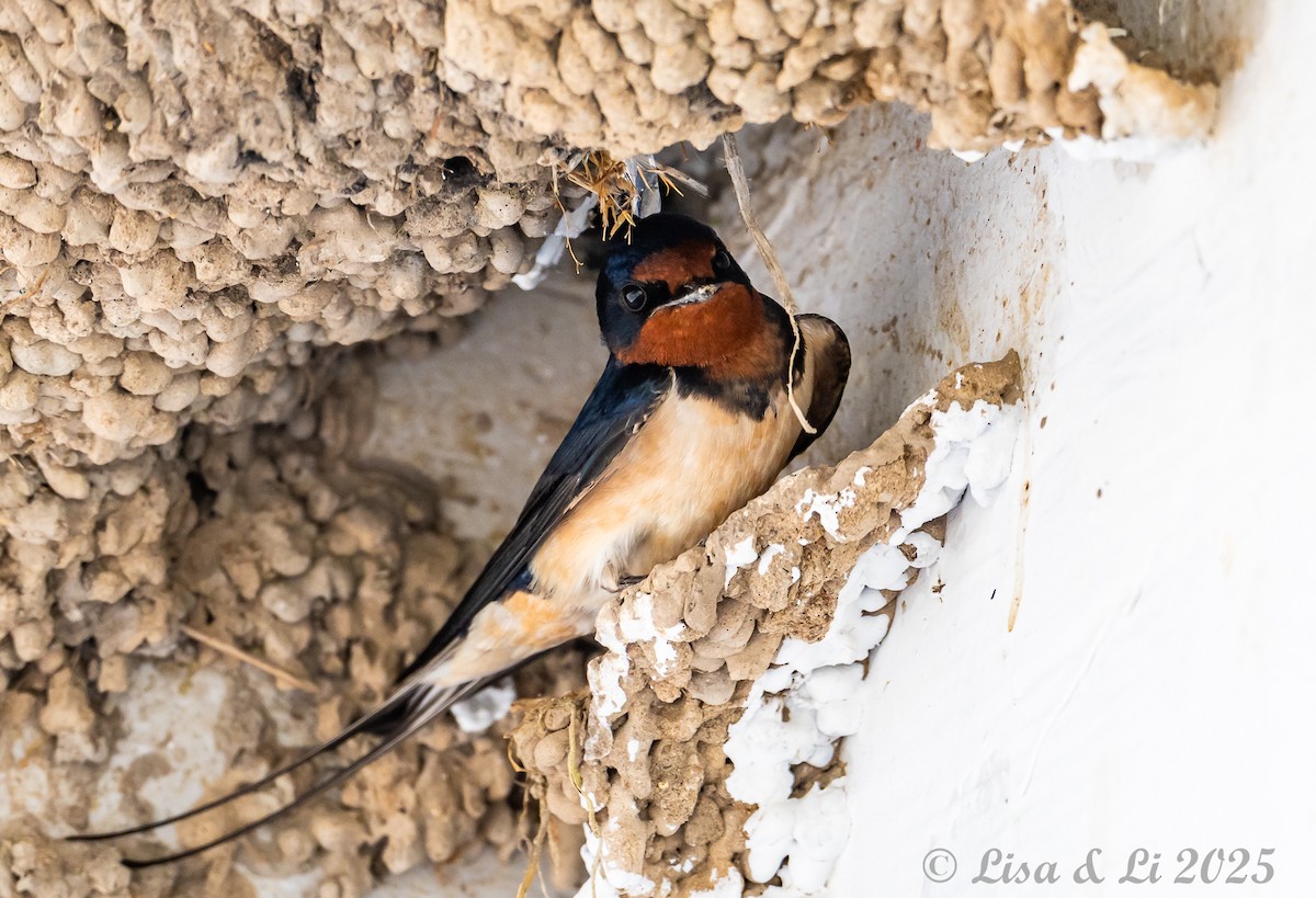 Barn Swallow (Buff-bellied) - ML637988233