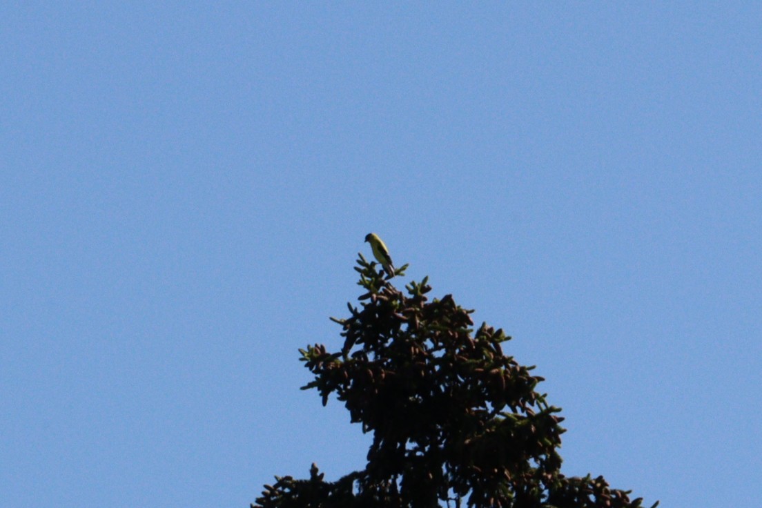 American Goldfinch - ML637988259