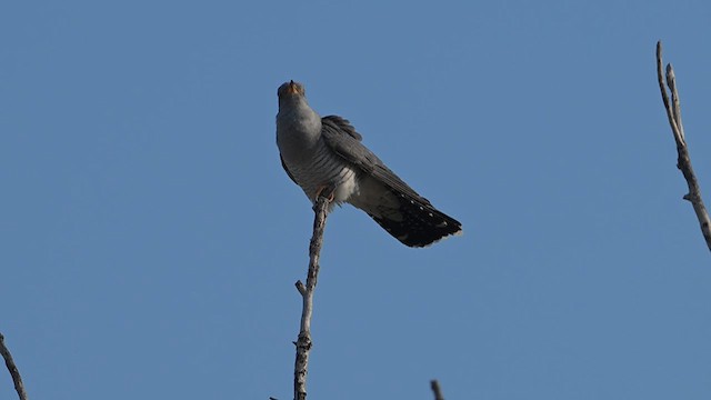 カッコウ - ML637988264
