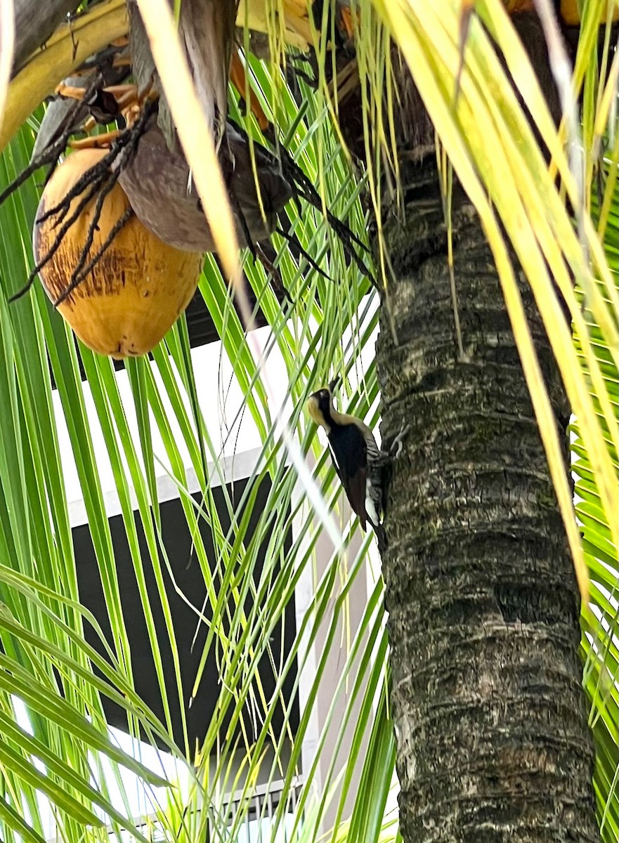 Golden-naped Woodpecker - ML637988267