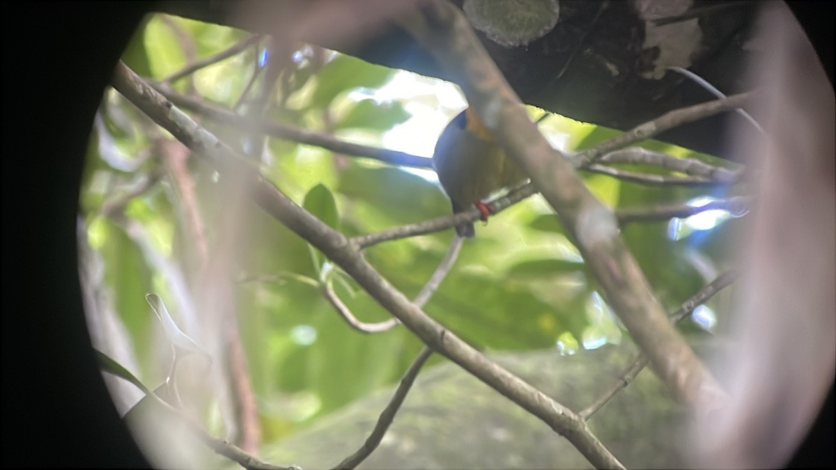 Golden-collared Manakin - ML637988289