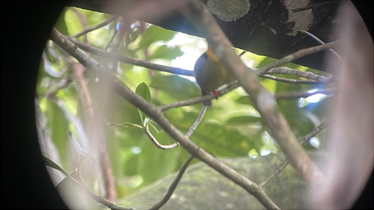 Golden-collared Manakin - ML637988290