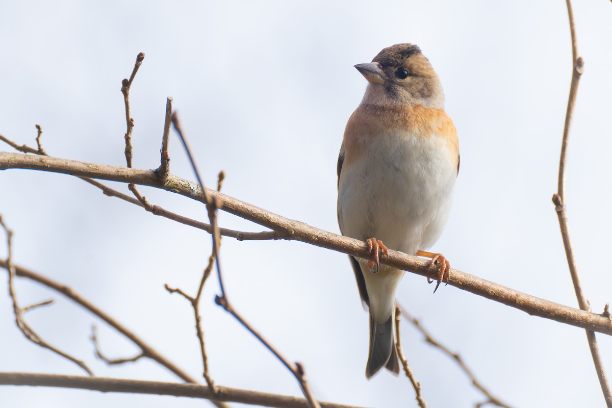 Brambling - ML637988293