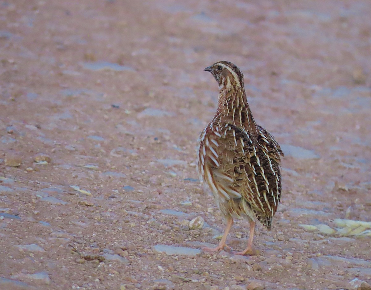 Common Quail - ML637988316