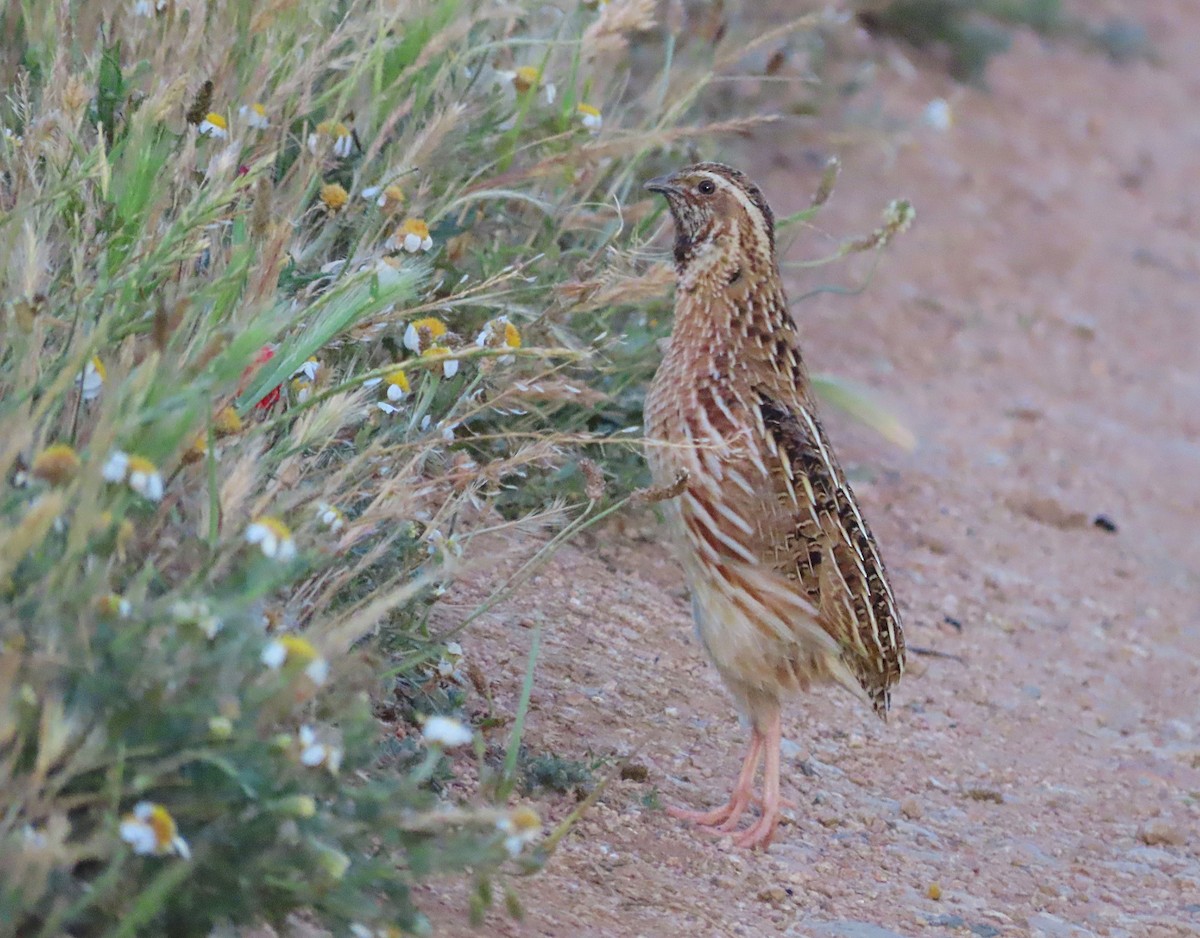 Common Quail - ML637988317