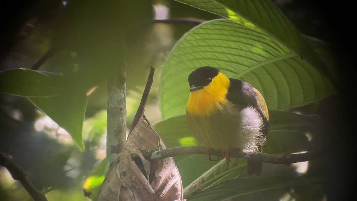 Golden-collared Manakin - ML637988318