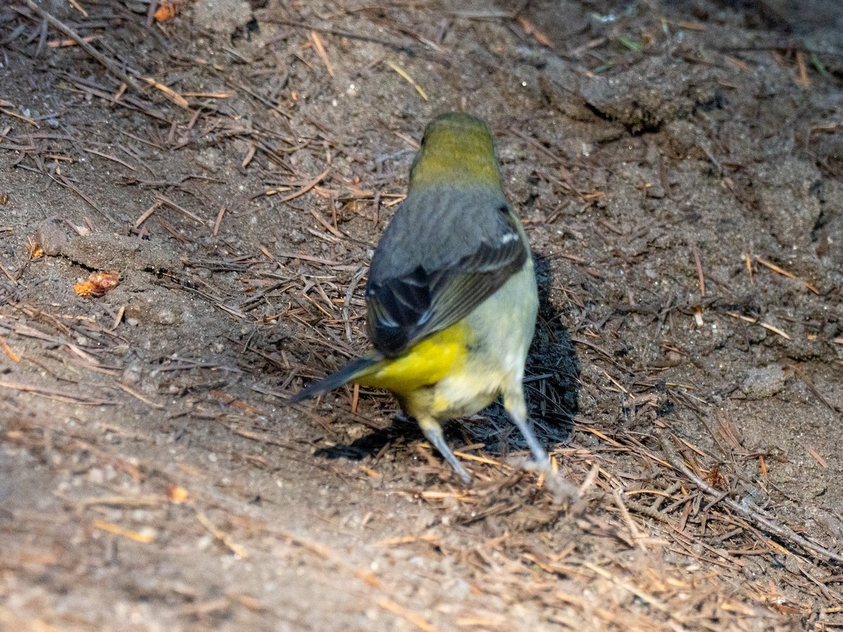 ニシフウキンチョウ - ML637988326