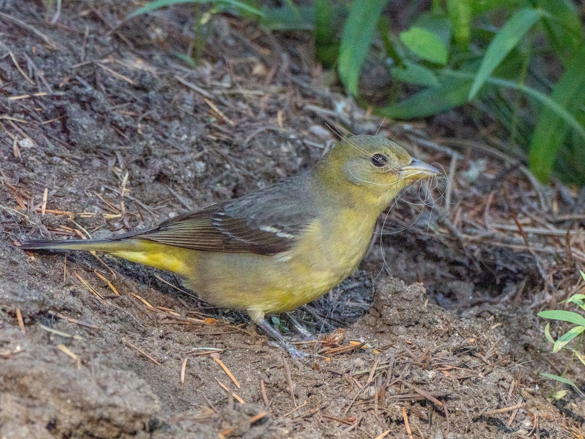 ニシフウキンチョウ - ML637988328