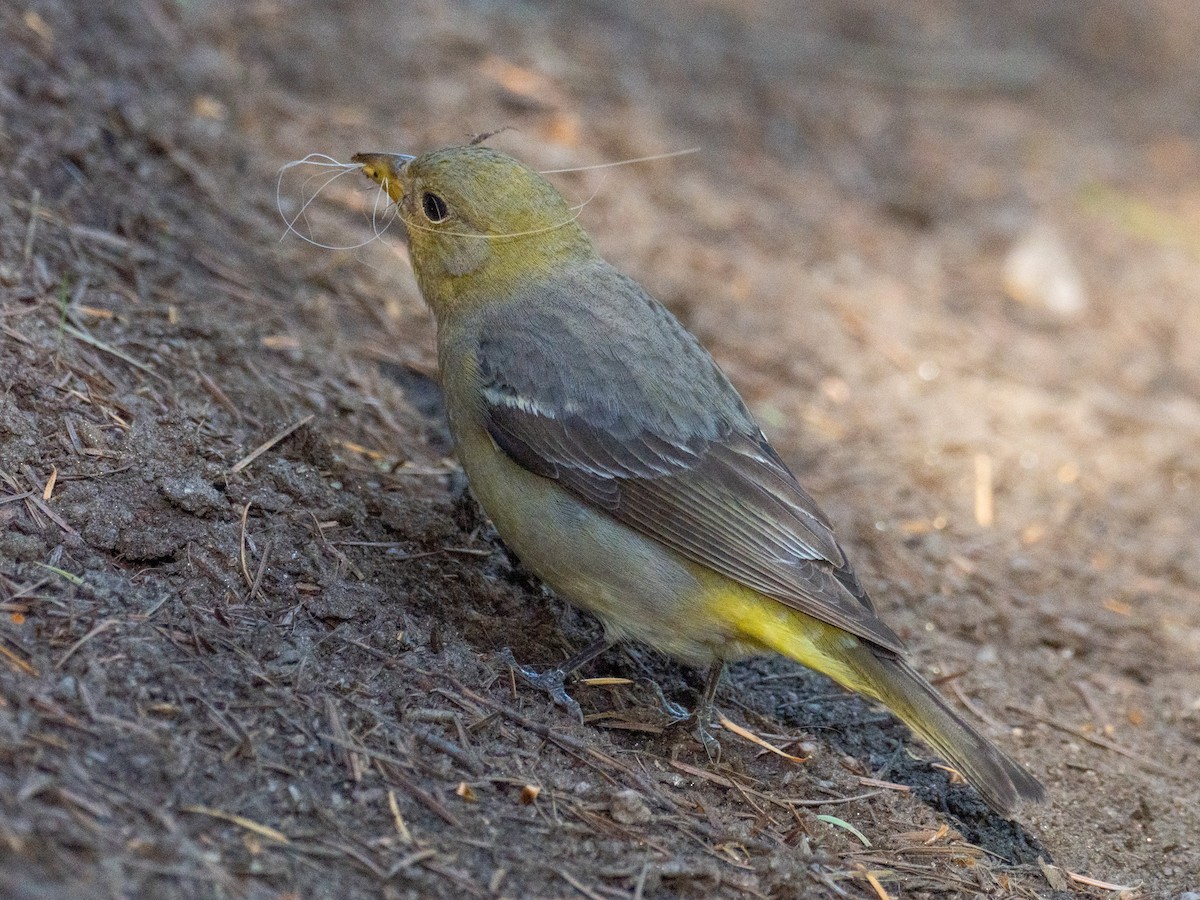 ニシフウキンチョウ - ML637988329