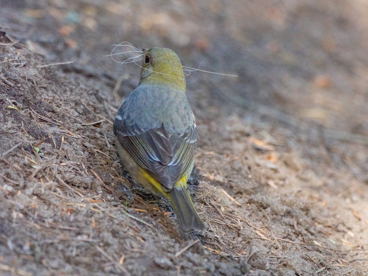 ニシフウキンチョウ - ML637988330