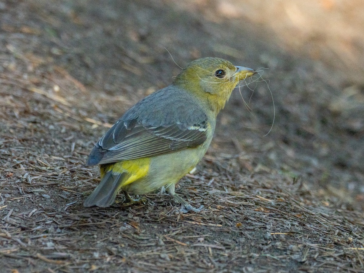 ニシフウキンチョウ - ML637988331