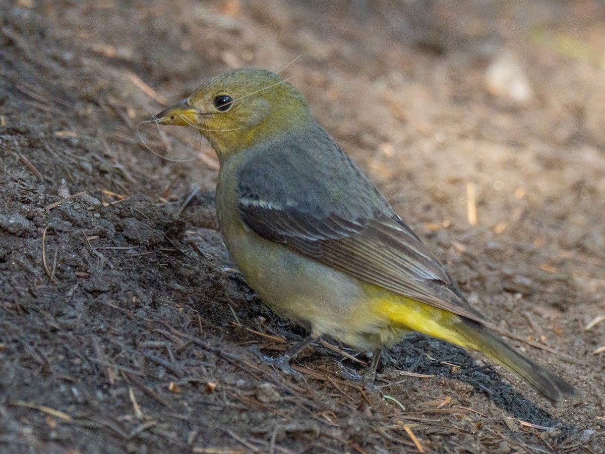 ニシフウキンチョウ - ML637988332