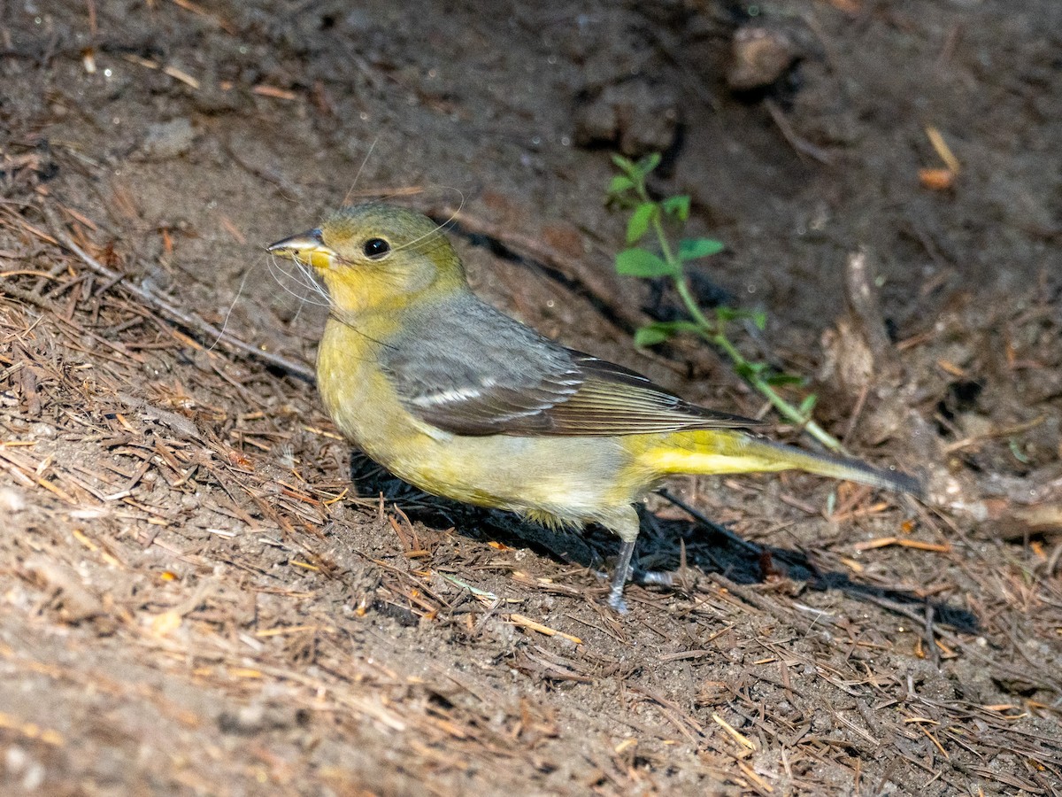 ニシフウキンチョウ - ML637988333