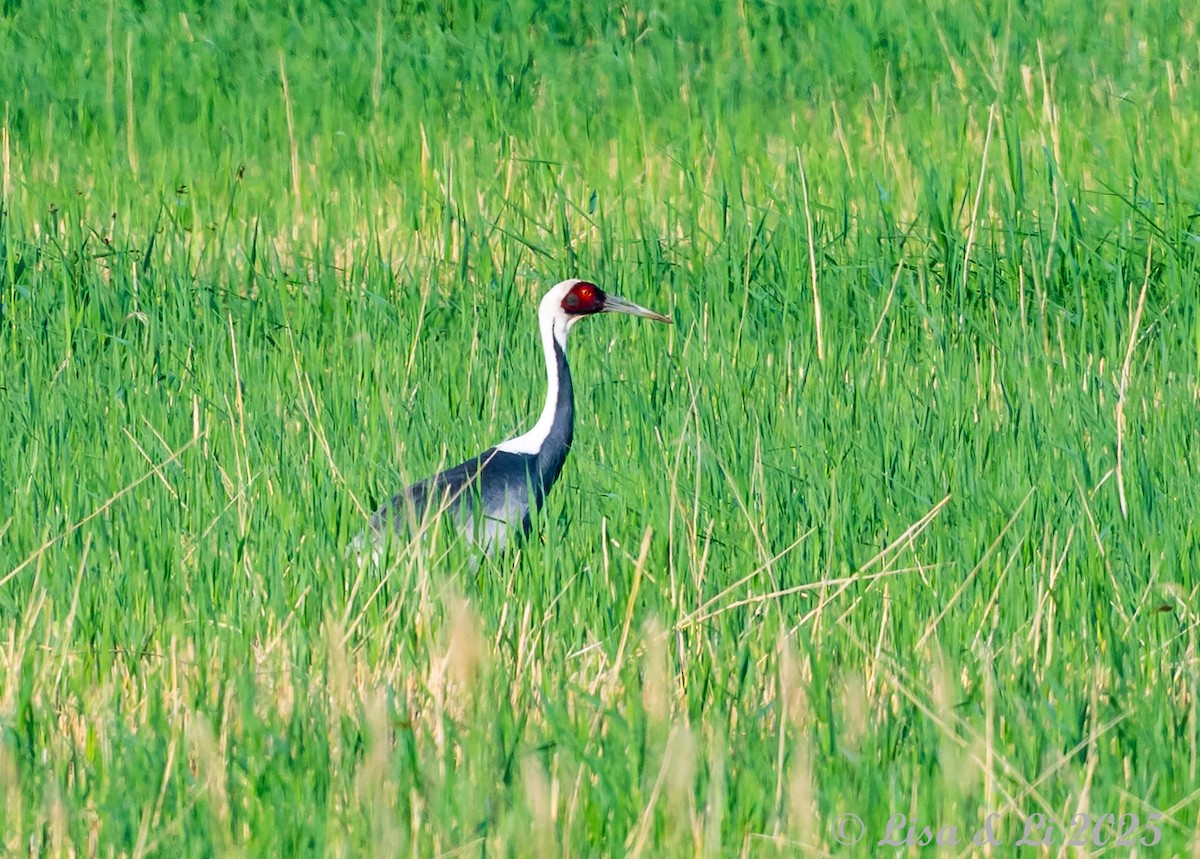 White-naped Crane - ML637988347