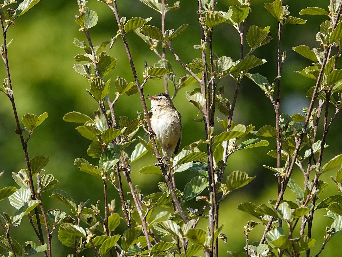 Sedge Warbler - ML637988352
