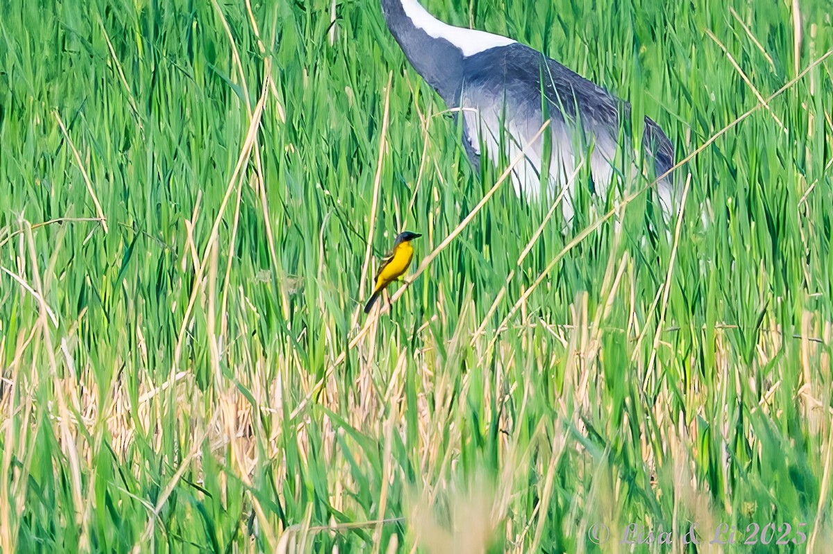 Eastern Yellow Wagtail (Manchurian) - ML637988360