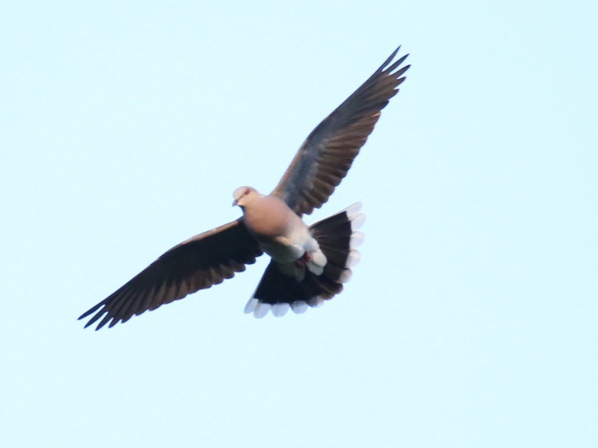 European Turtle-Dove - ML637988363