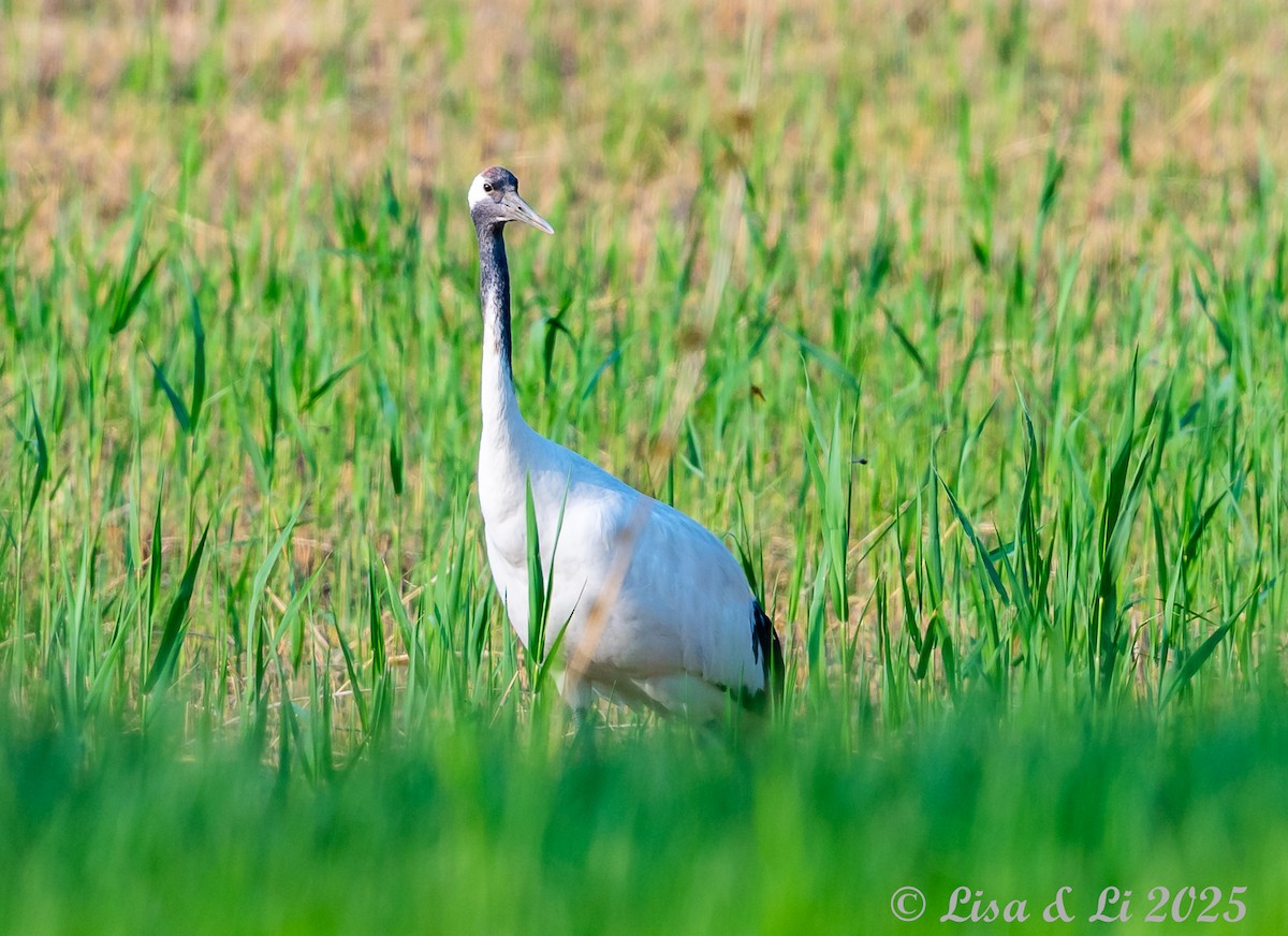 Red-crowned Crane - ML637988366