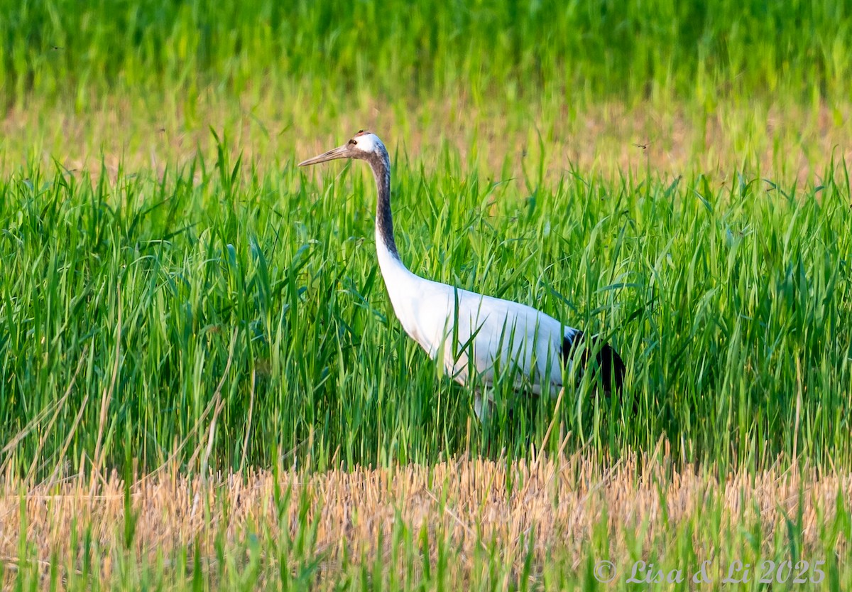 Red-crowned Crane - ML637988367