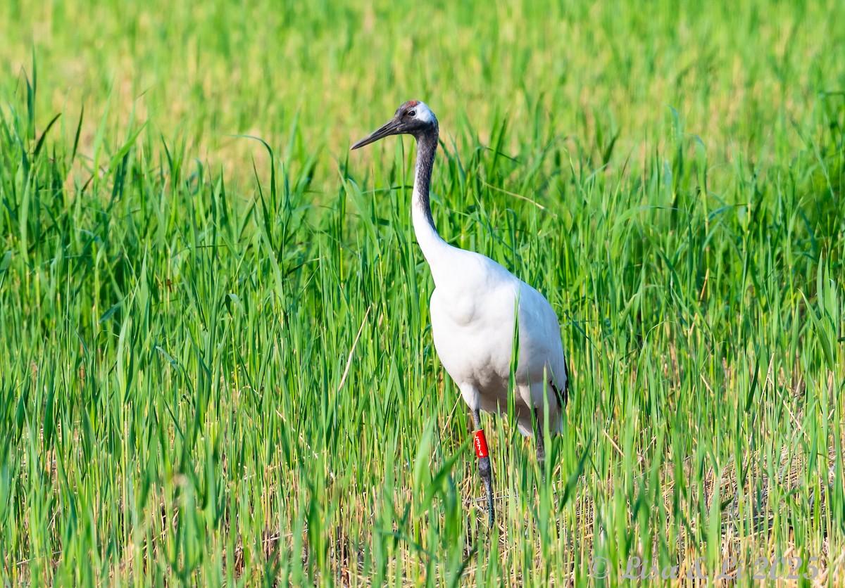 Red-crowned Crane - ML637988368