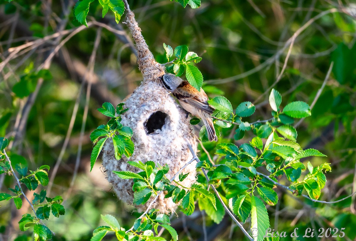 Chinese Penduline-Tit - ML637988376