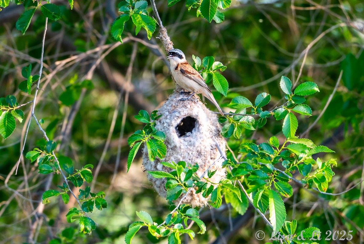 Chinese Penduline-Tit - ML637988377