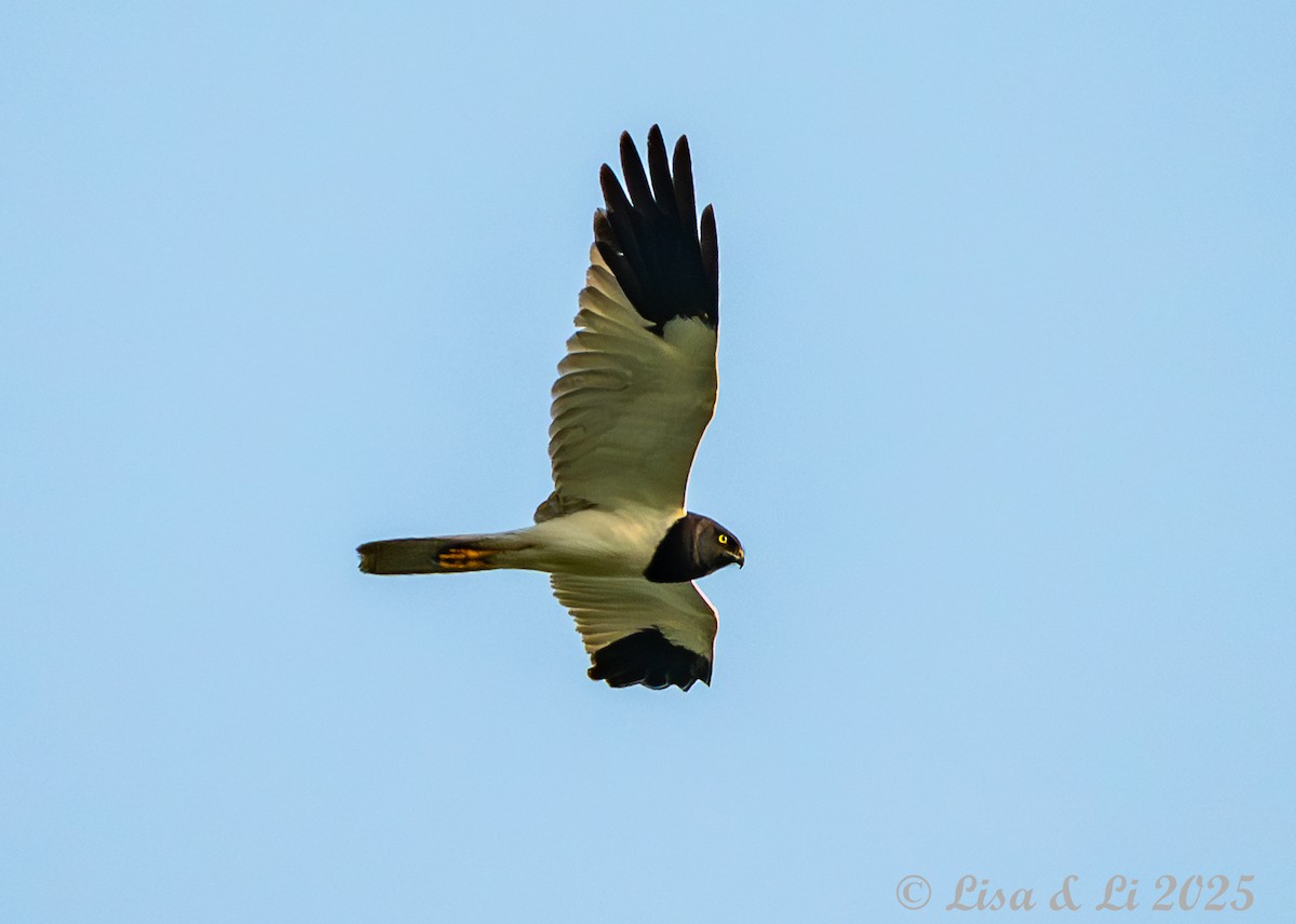 Pied Harrier - ML637988397