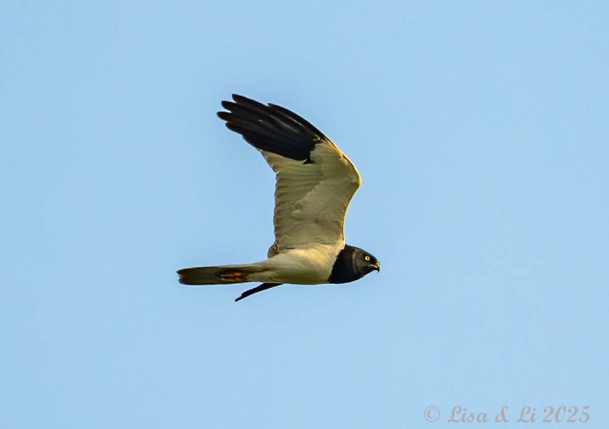 Pied Harrier - ML637988398