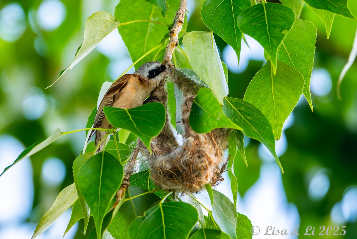 Chinese Penduline-Tit - ML637988415