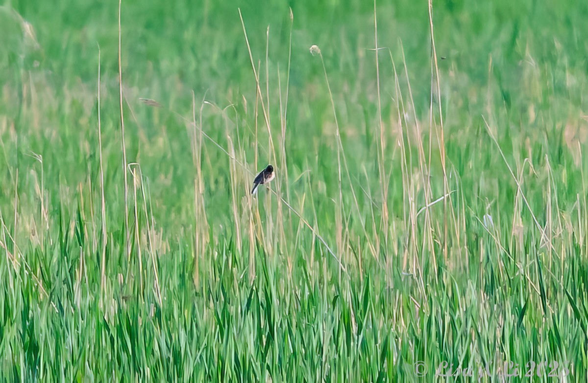 Ochre-rumped Bunting - ML637988427