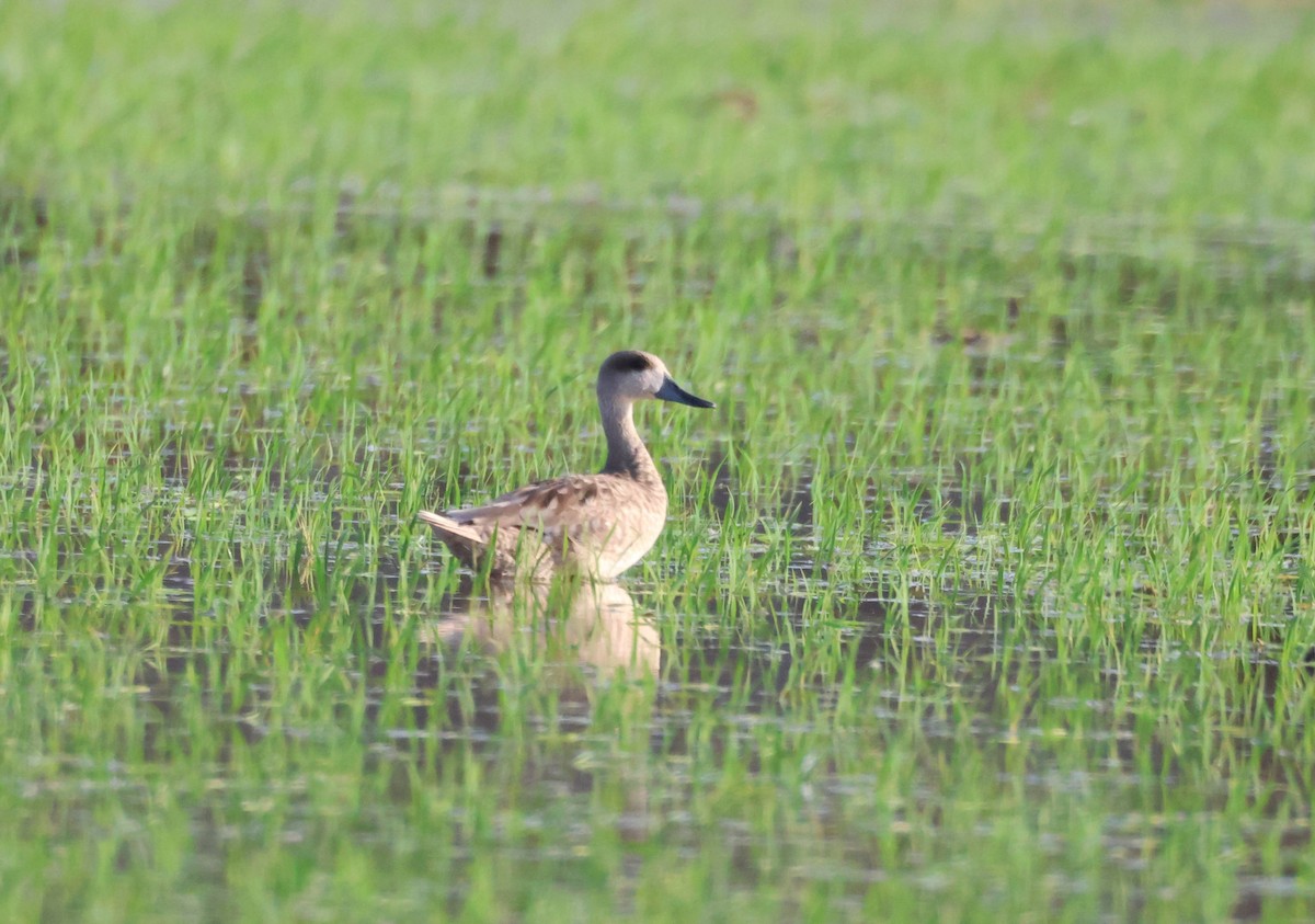 Marbled Duck - ML637988452