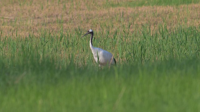 Red-crowned Crane - ML637988460