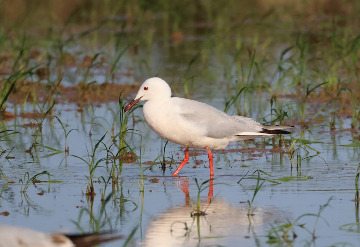 Slender-billed Gull - ML637988473