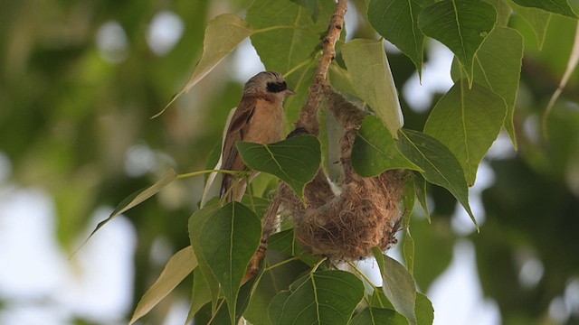 Chinese Penduline-Tit - ML637988475