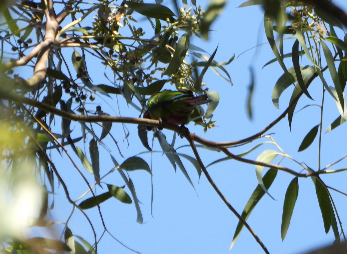 Painted Parakeet - ML637988495
