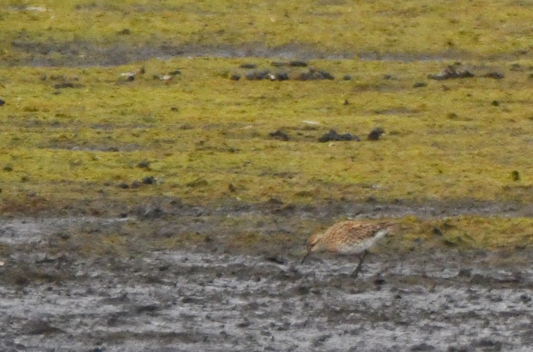 Sharp-tailed Sandpiper - ML637988537