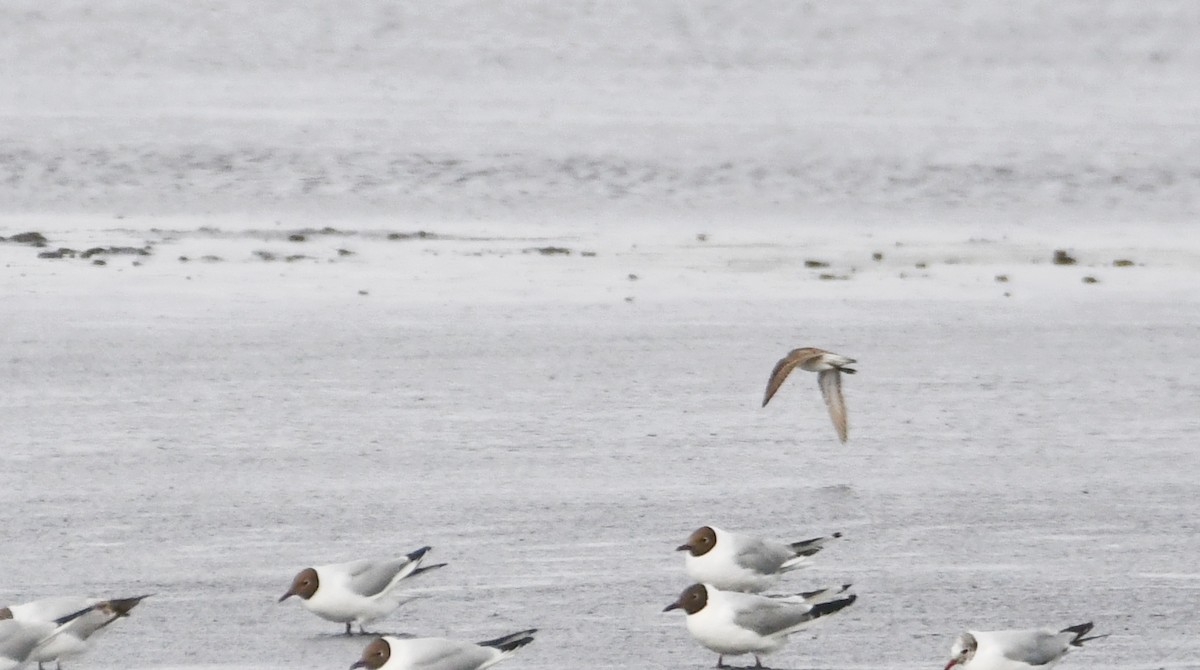 Sharp-tailed Sandpiper - ML637988538