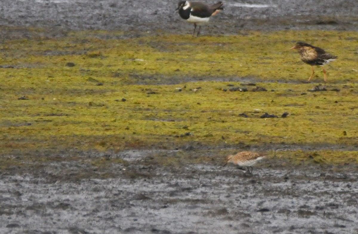 Sharp-tailed Sandpiper - ML637988539