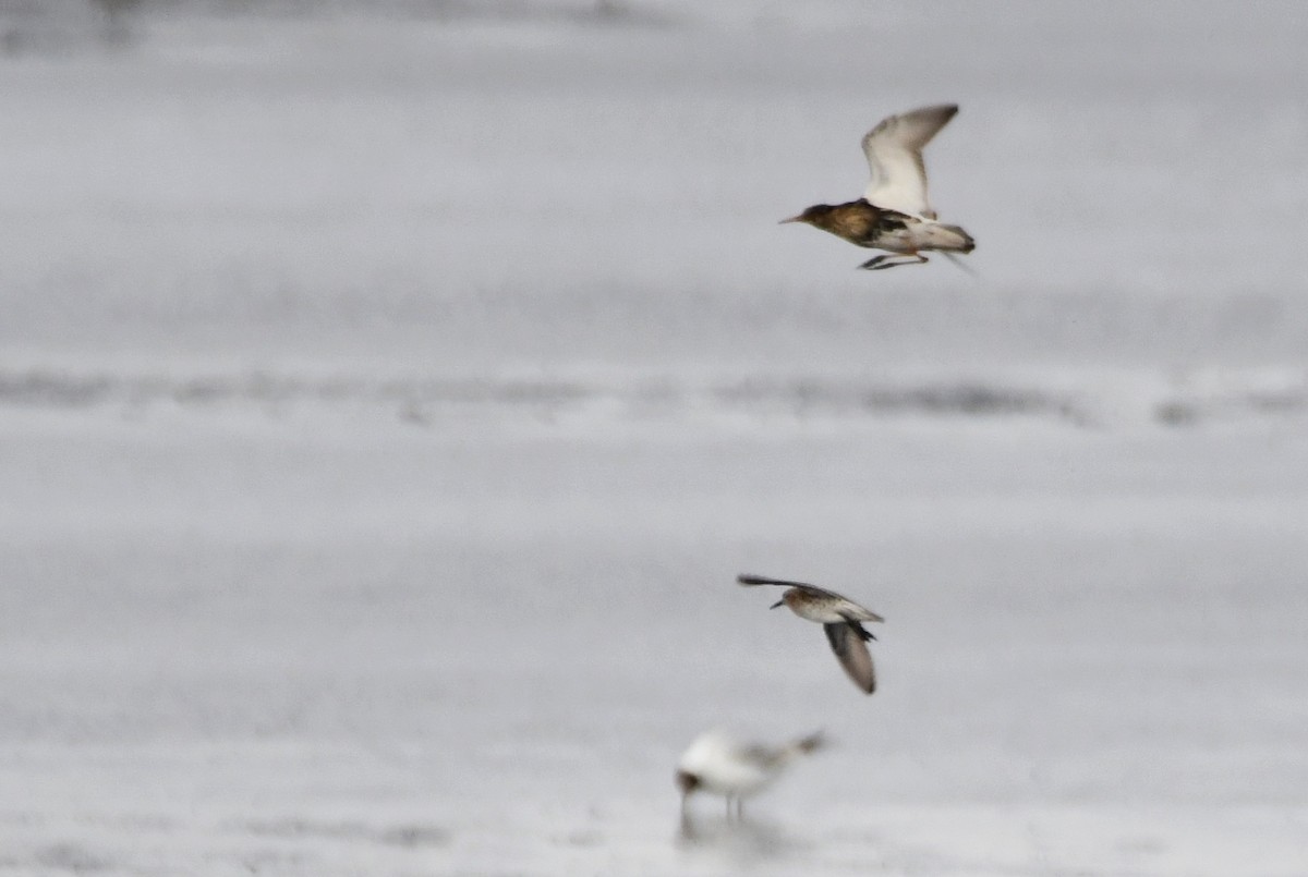 Sharp-tailed Sandpiper - ML637988540