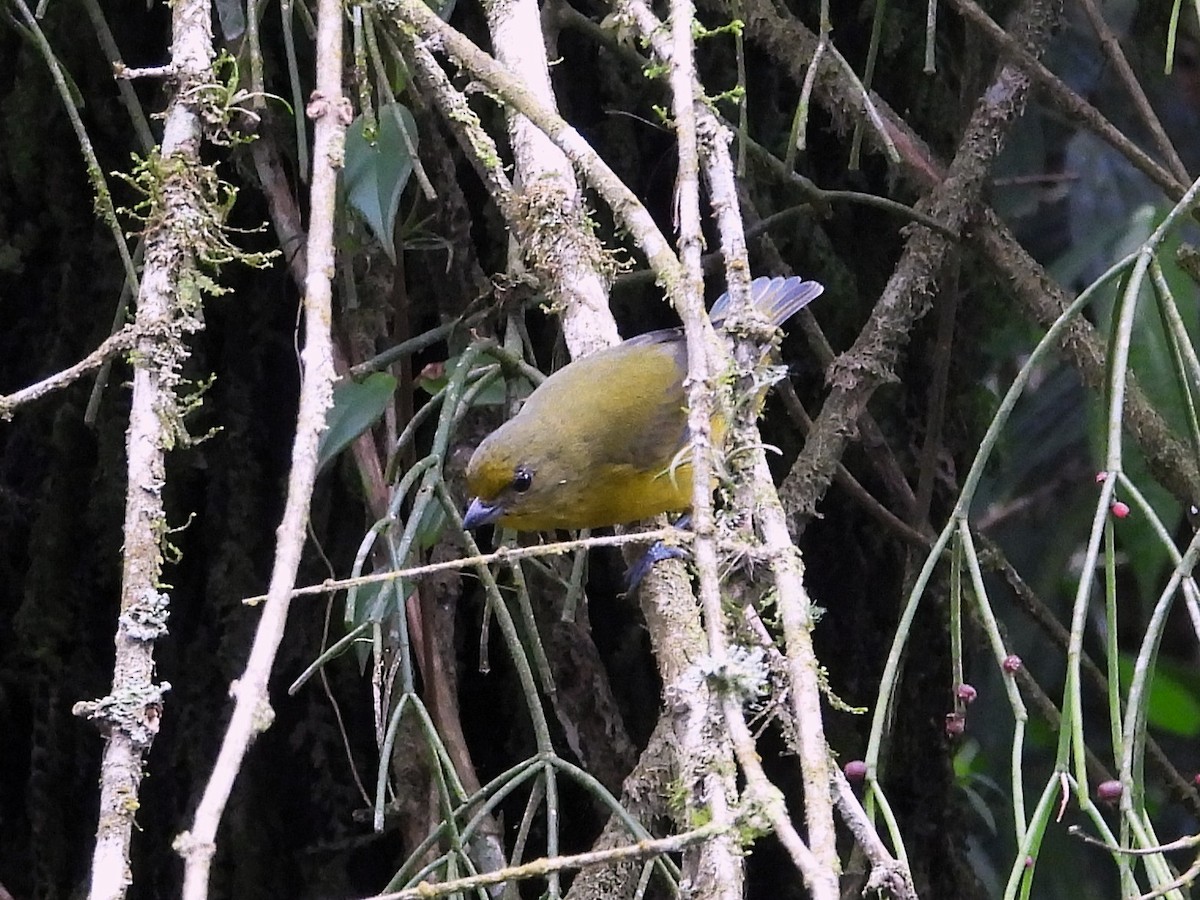 Violaceous Euphonia - ML637988549