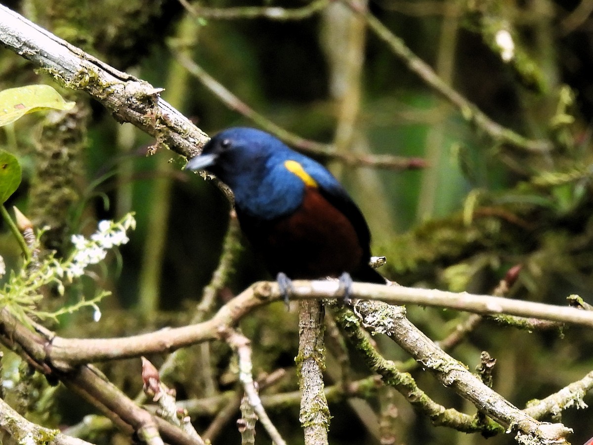 Chestnut-bellied Euphonia - ML637988559