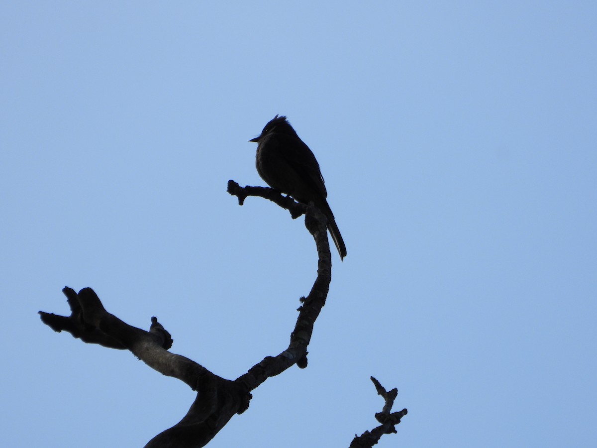 Smoke-colored Pewee - ML637988579