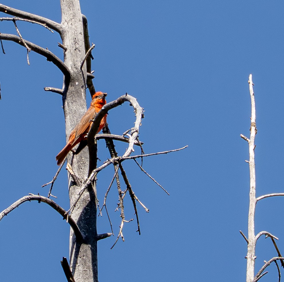Hepatic Tanager - ML637988589
