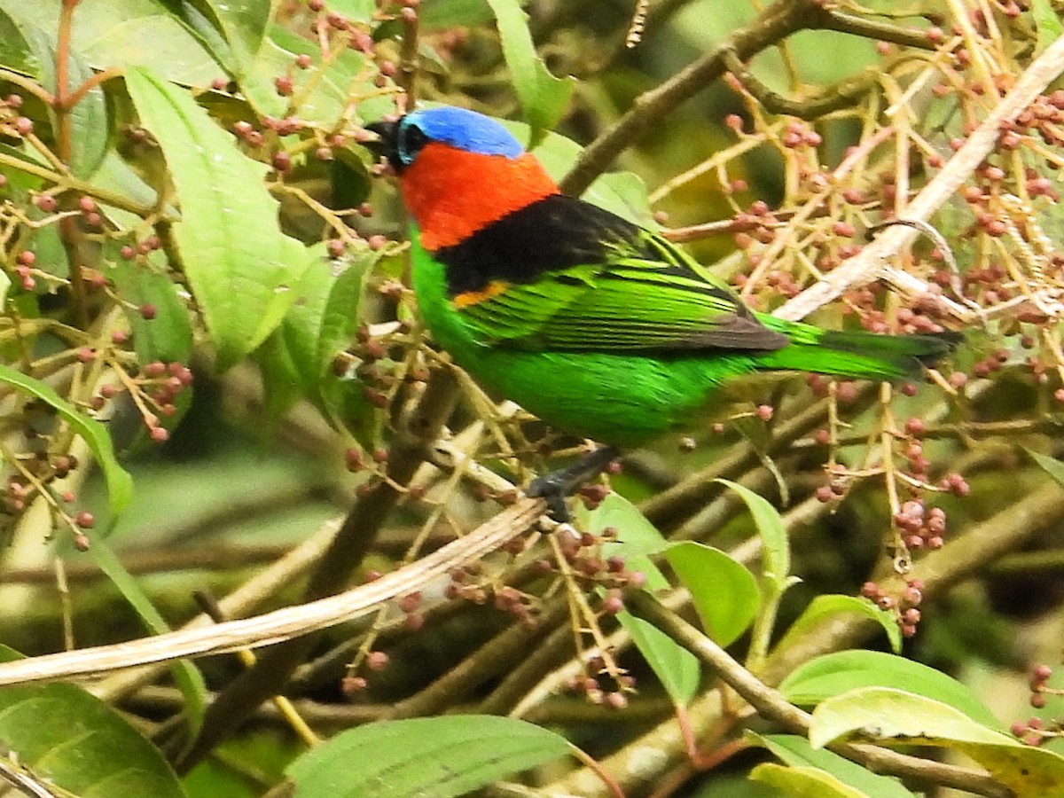 Red-necked Tanager - ML637988700
